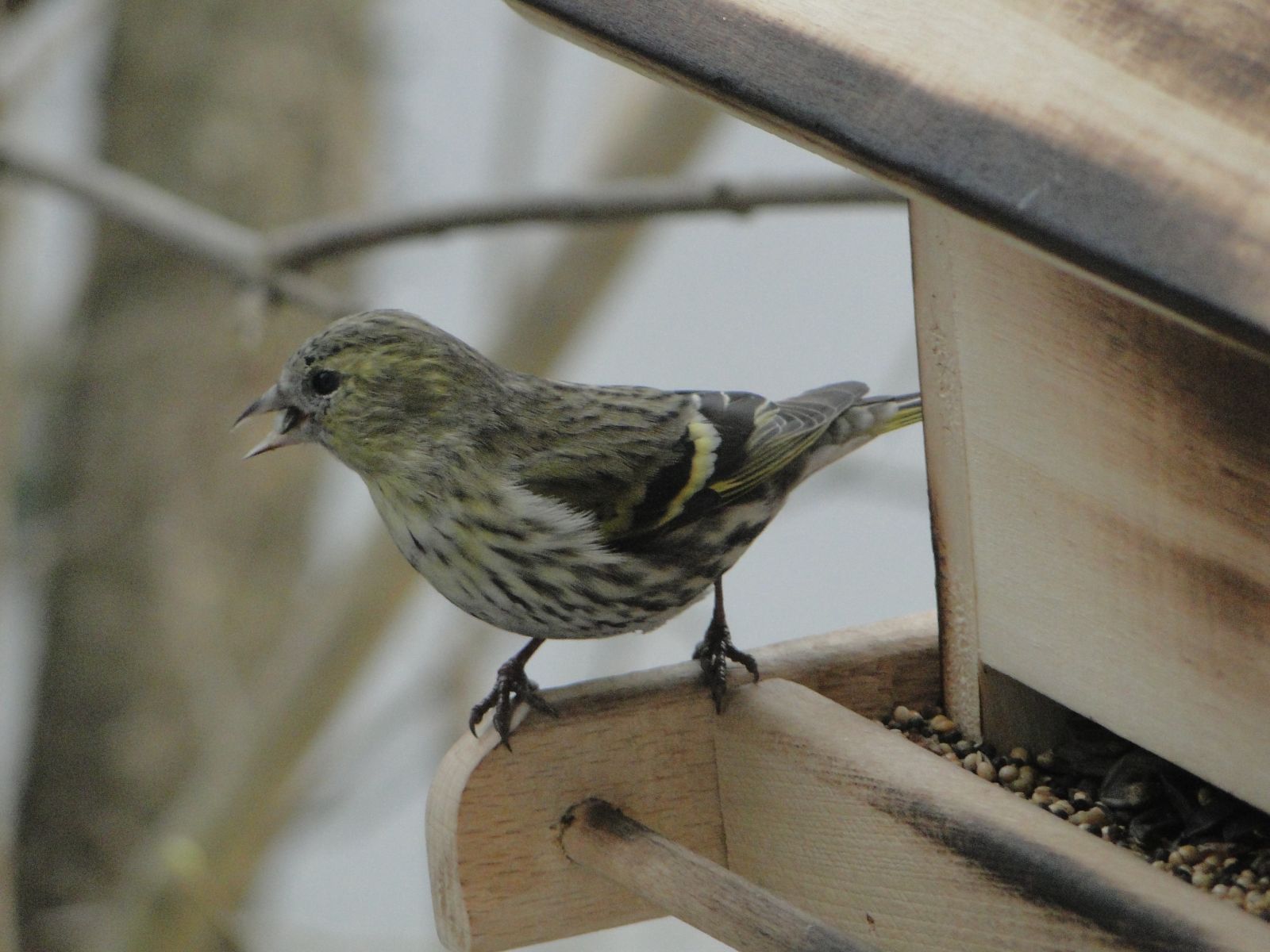 Csíz - Carduelis spinus