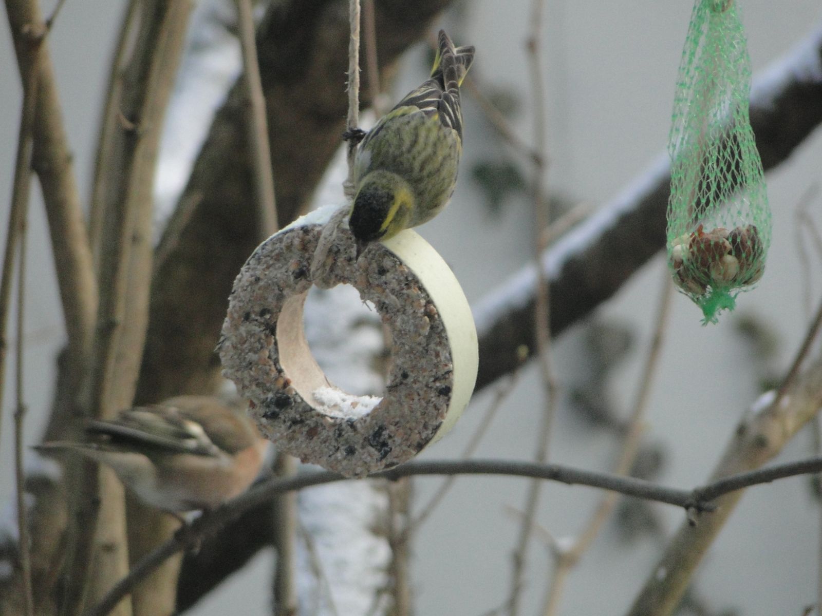 Csíz - Carduelis spinus