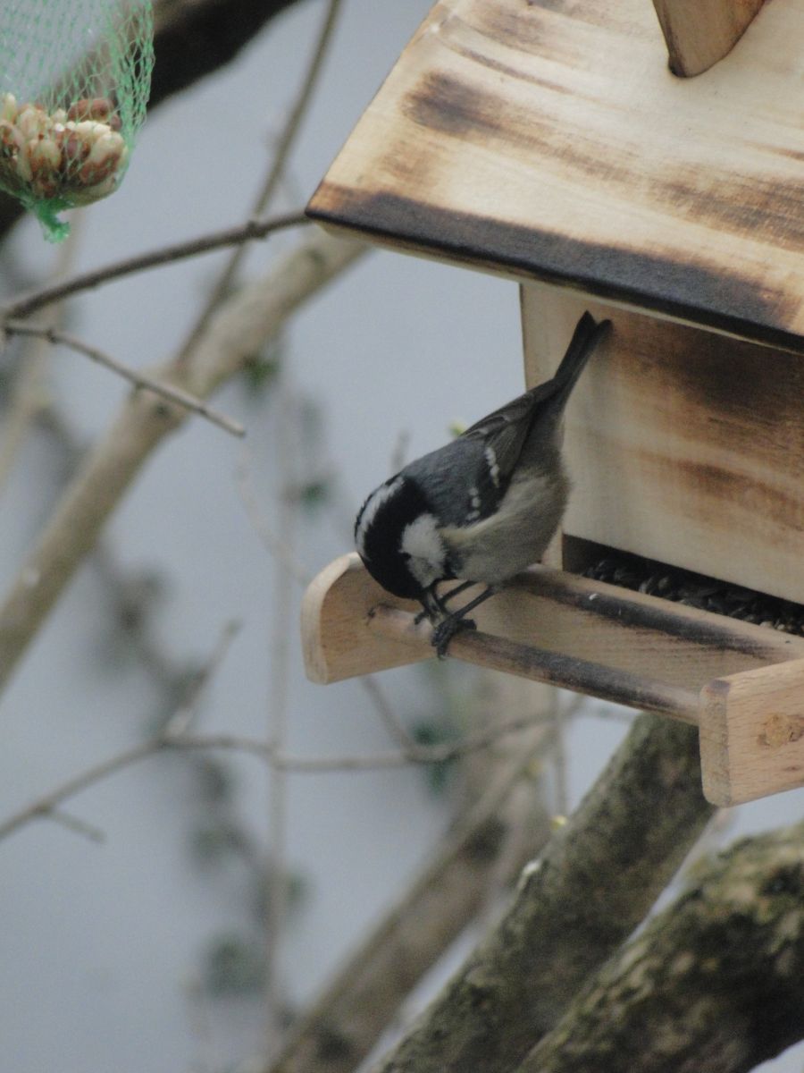 Fenyvescinege - Periparus ater