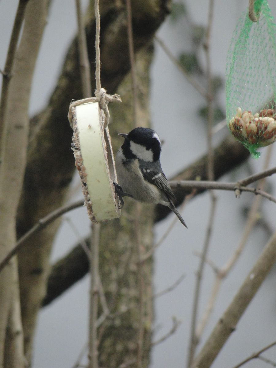 Fenyvescinege - Periparus ater