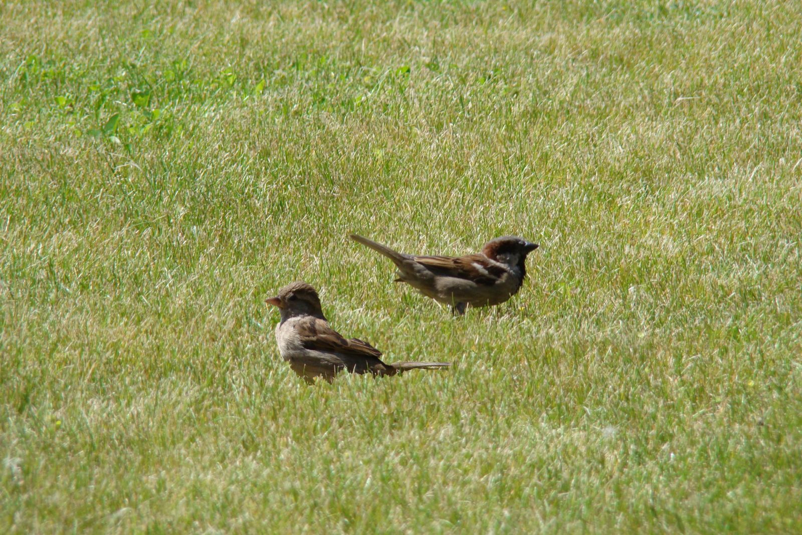 Házi veréb - Passer domesticus