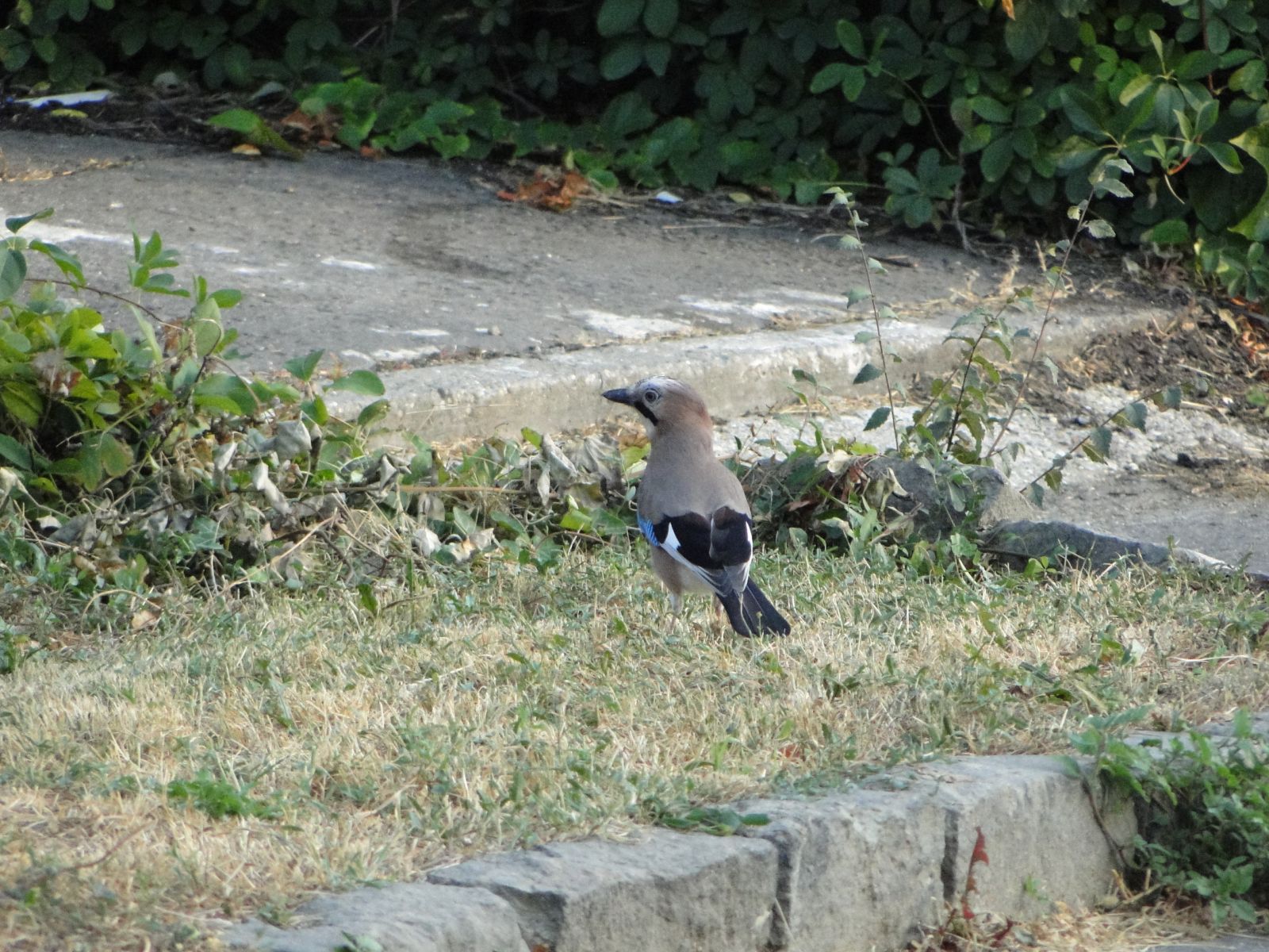 Szajkó - Garrulus glandarius