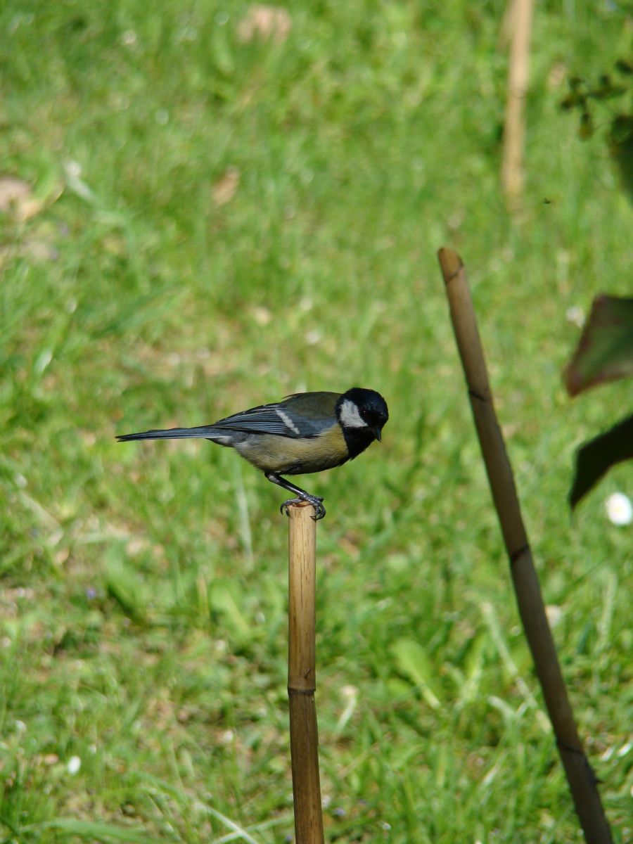 Széncinege - Parus major