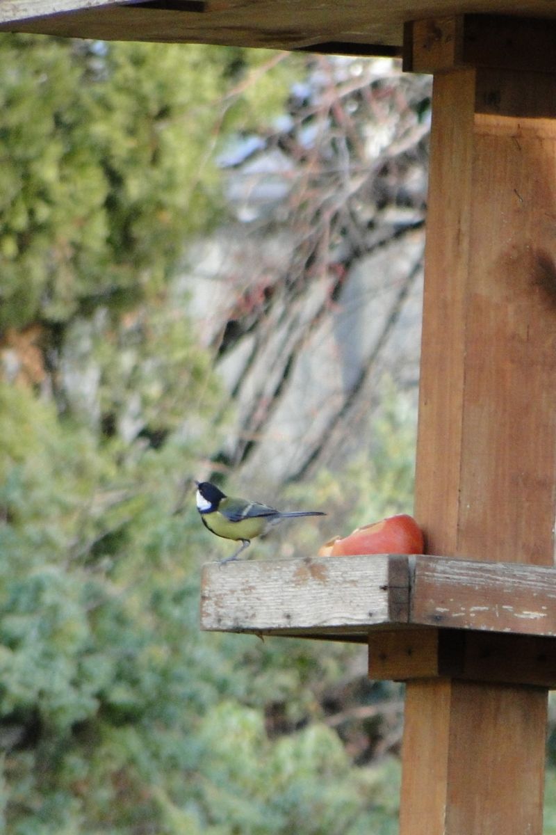 Széncinege - Parus major