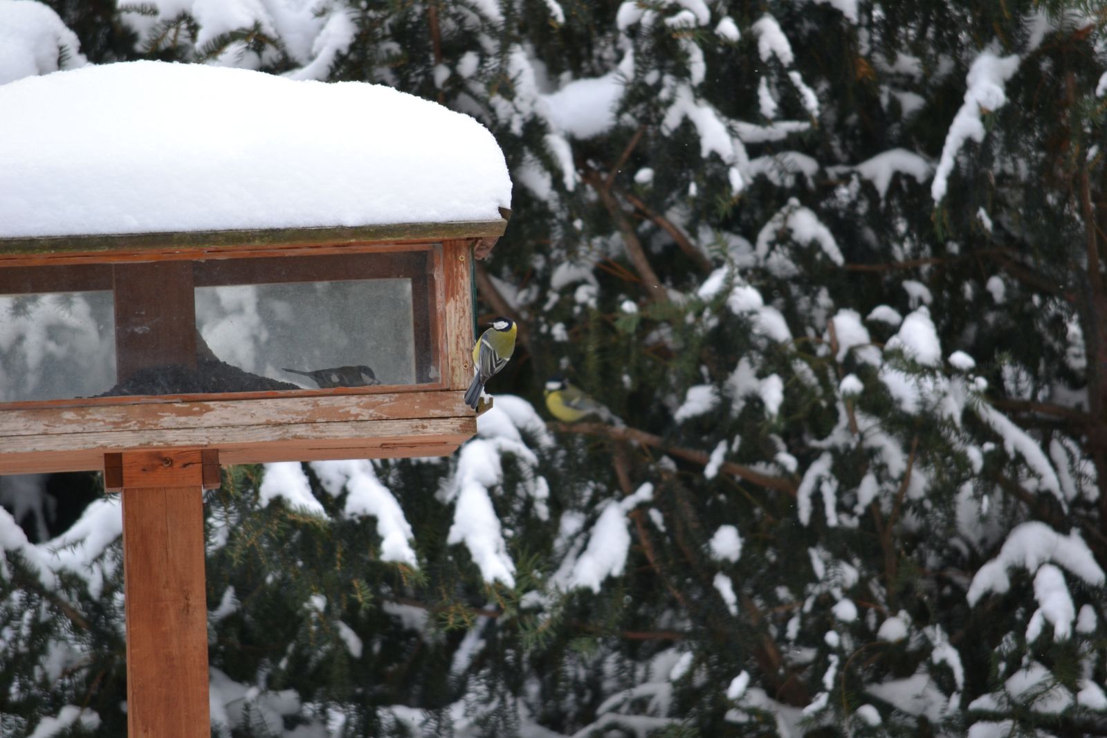 Széncinege - Parus major