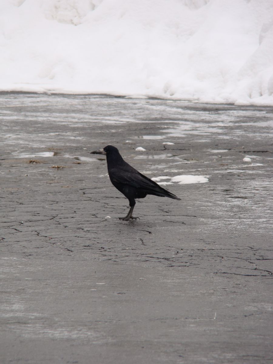 Vetési varjú - Corvus frugilegus