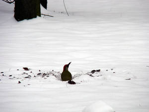 Zöld küllő táplálék után kutat a hóban