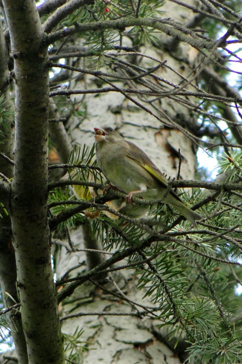 Zöldike - Carduelis chloris