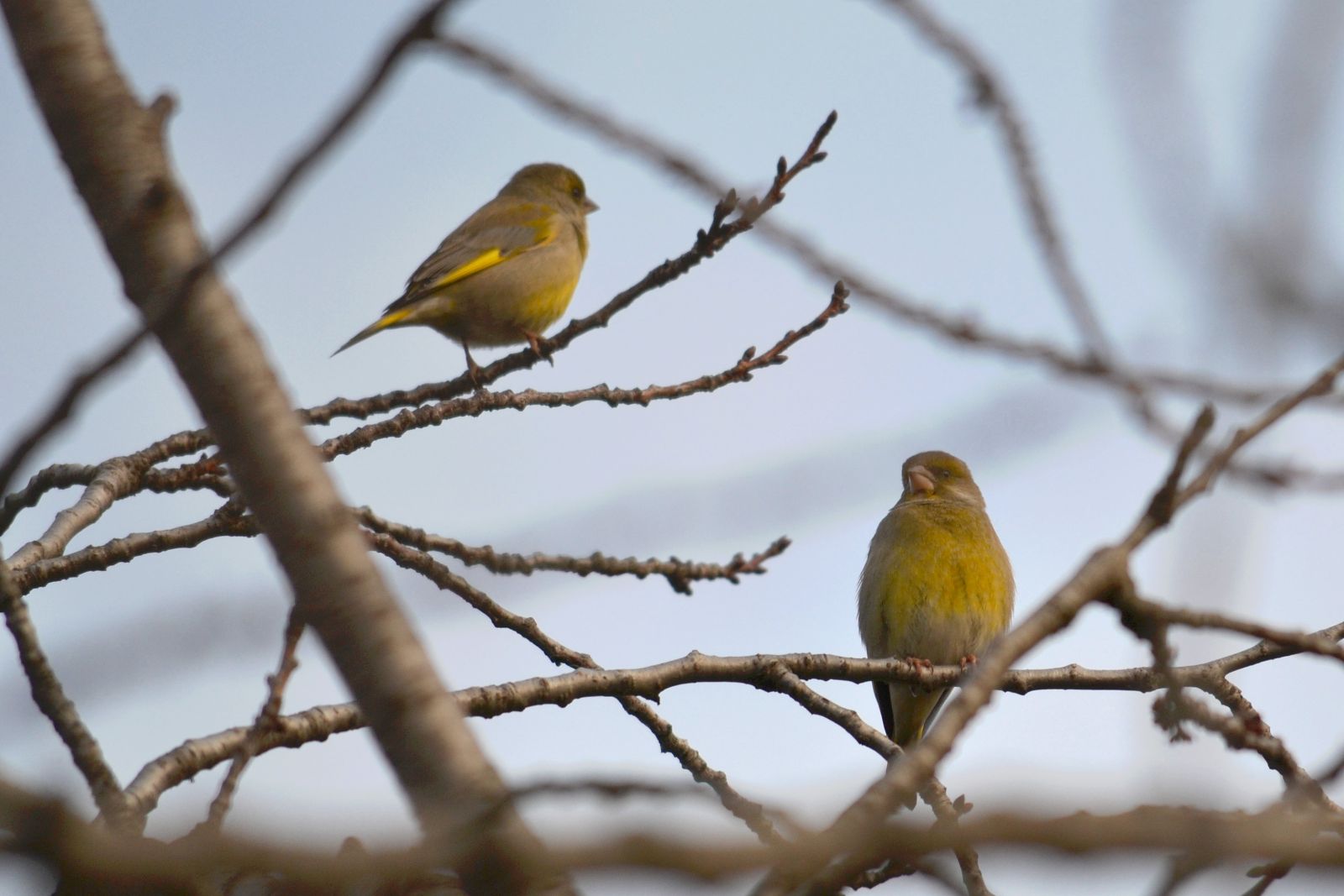 Zöldike - Carduelis chloris