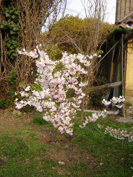 Prunus 'Accolade'