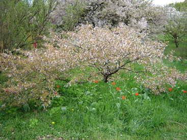 Prunus pseudocerasus