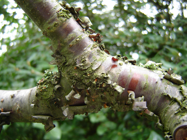 Prunus serrula