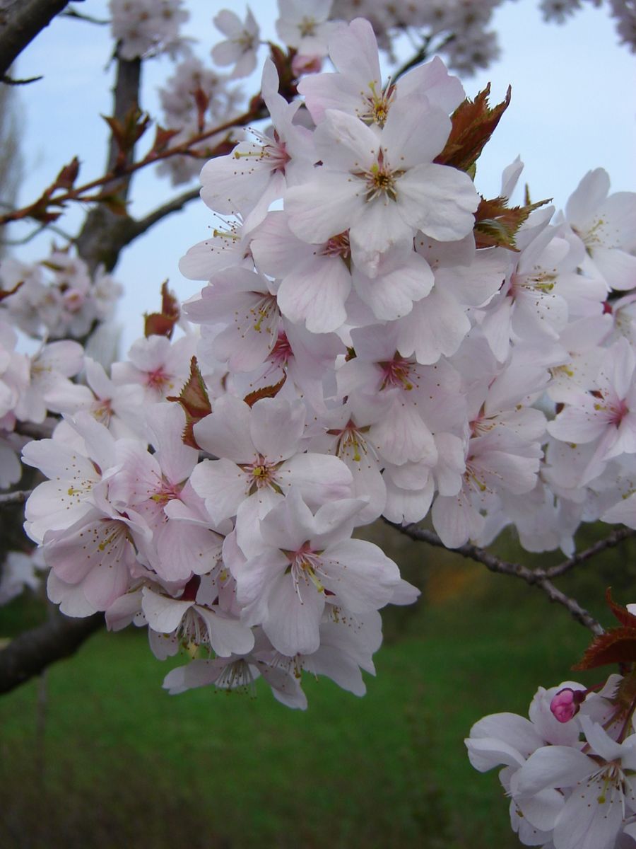 Prunus serrulata