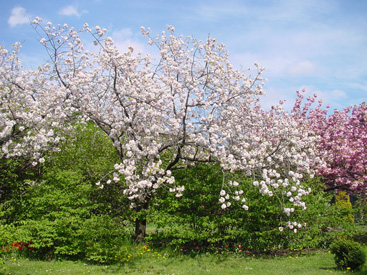 Prunus serrulata 'Ichiyo'