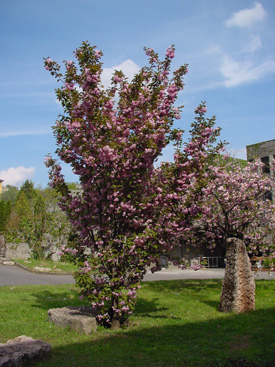 Prunus serrulata 'Kanzan'