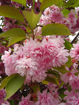 Syringa reticulata 'Ivory Silk'