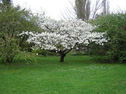 Prunus serrulata 'Shirotae'