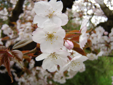 Prunus serrulata var. hupehensis