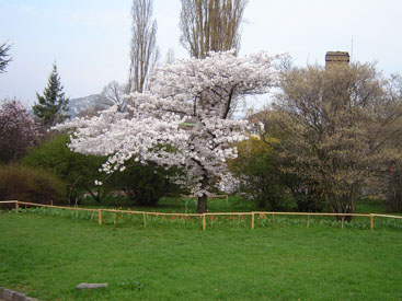 Prunus × yedoënsis