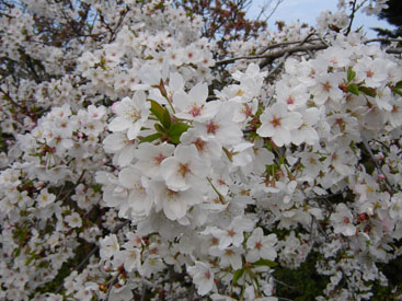 Prunus × yedoënsis 'Moerheimii'