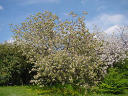 Prunus serrulata 'Ukon' - Japán díszcseresznye 'Ukon' fajtája