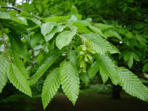 Carpinus orientalis