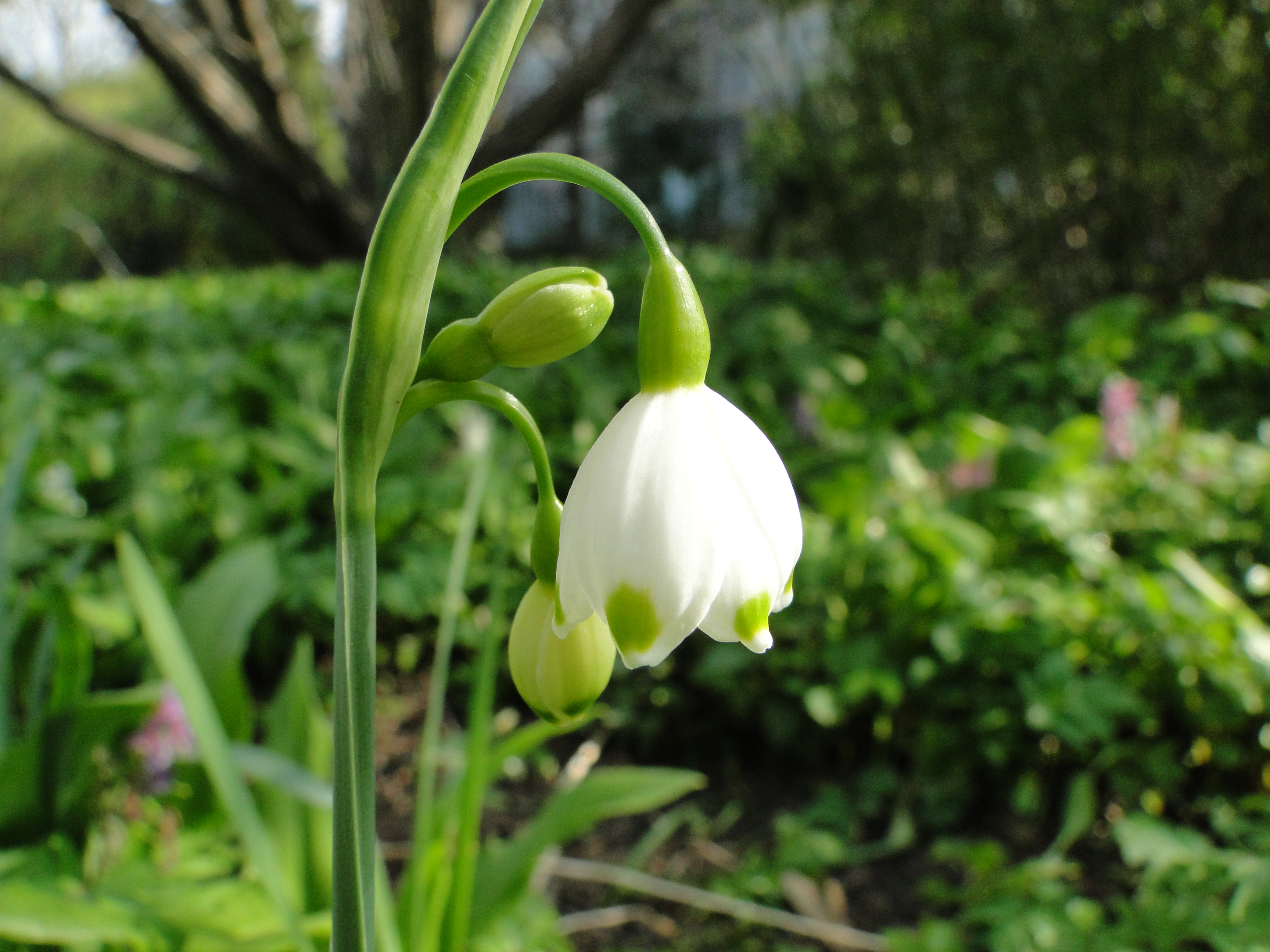 Leucojum vernum