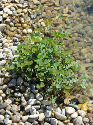 Marsilea quadrifolia L.