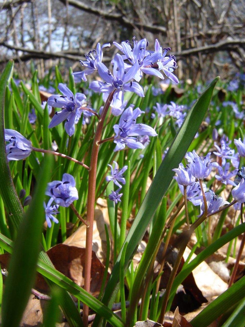 Scilla bifolia L.