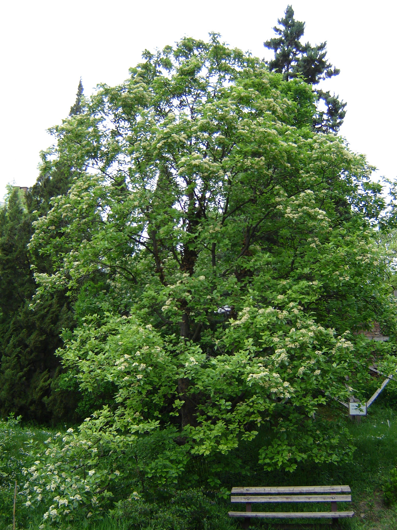 Sorbus degenii Jáv.