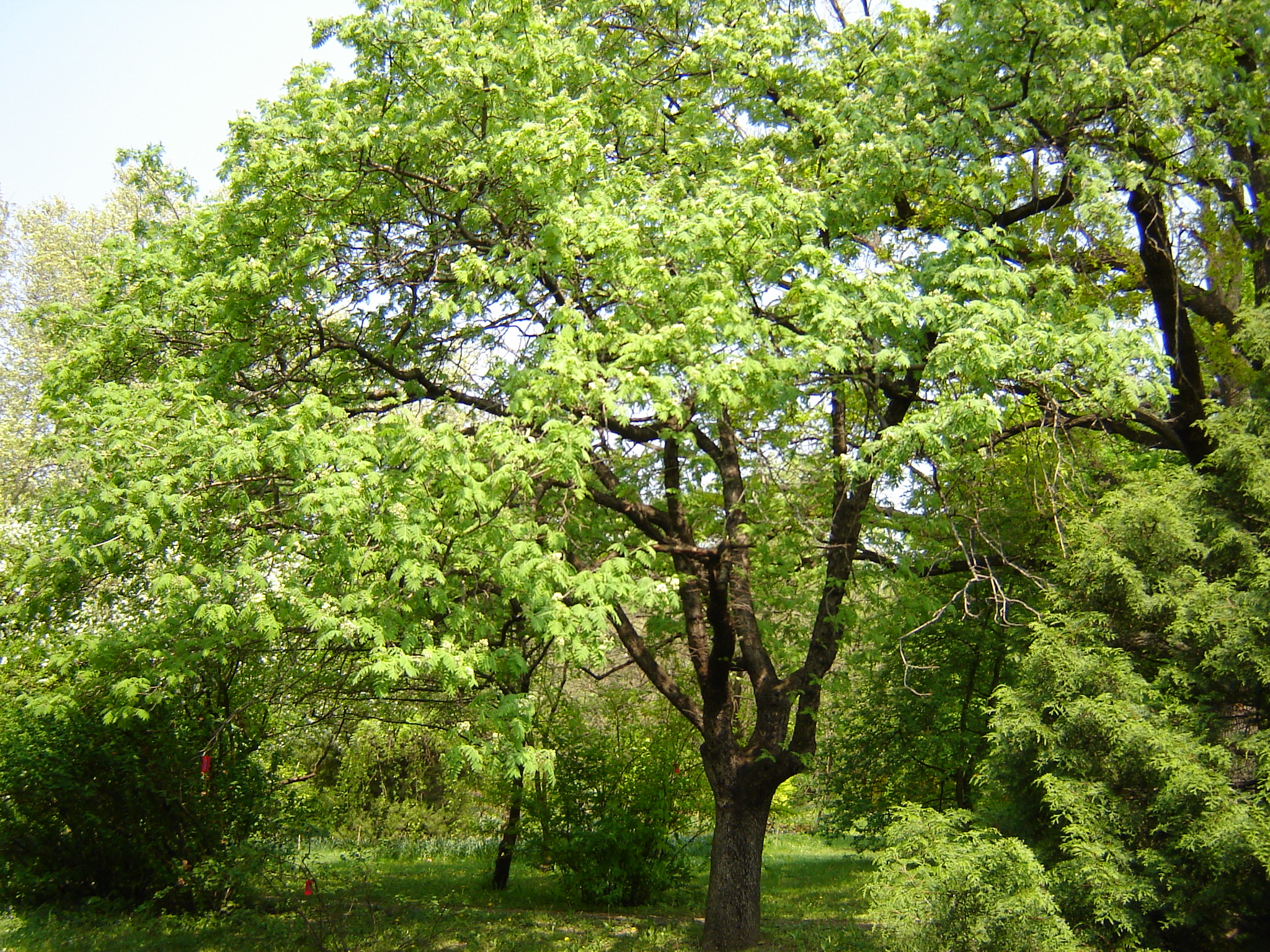 Sorbus domestica L.