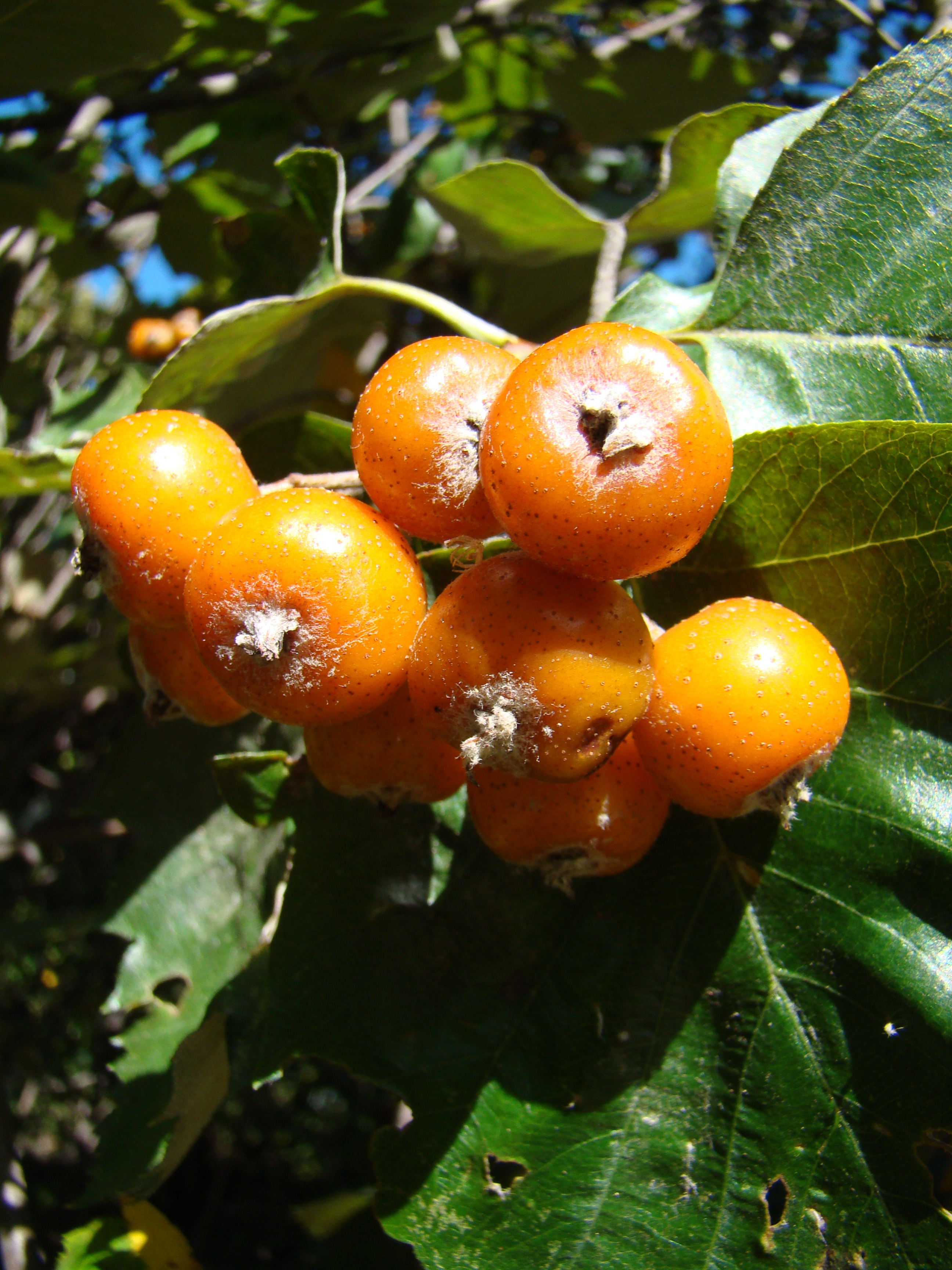 Sorbus pseudolatifolia Boros