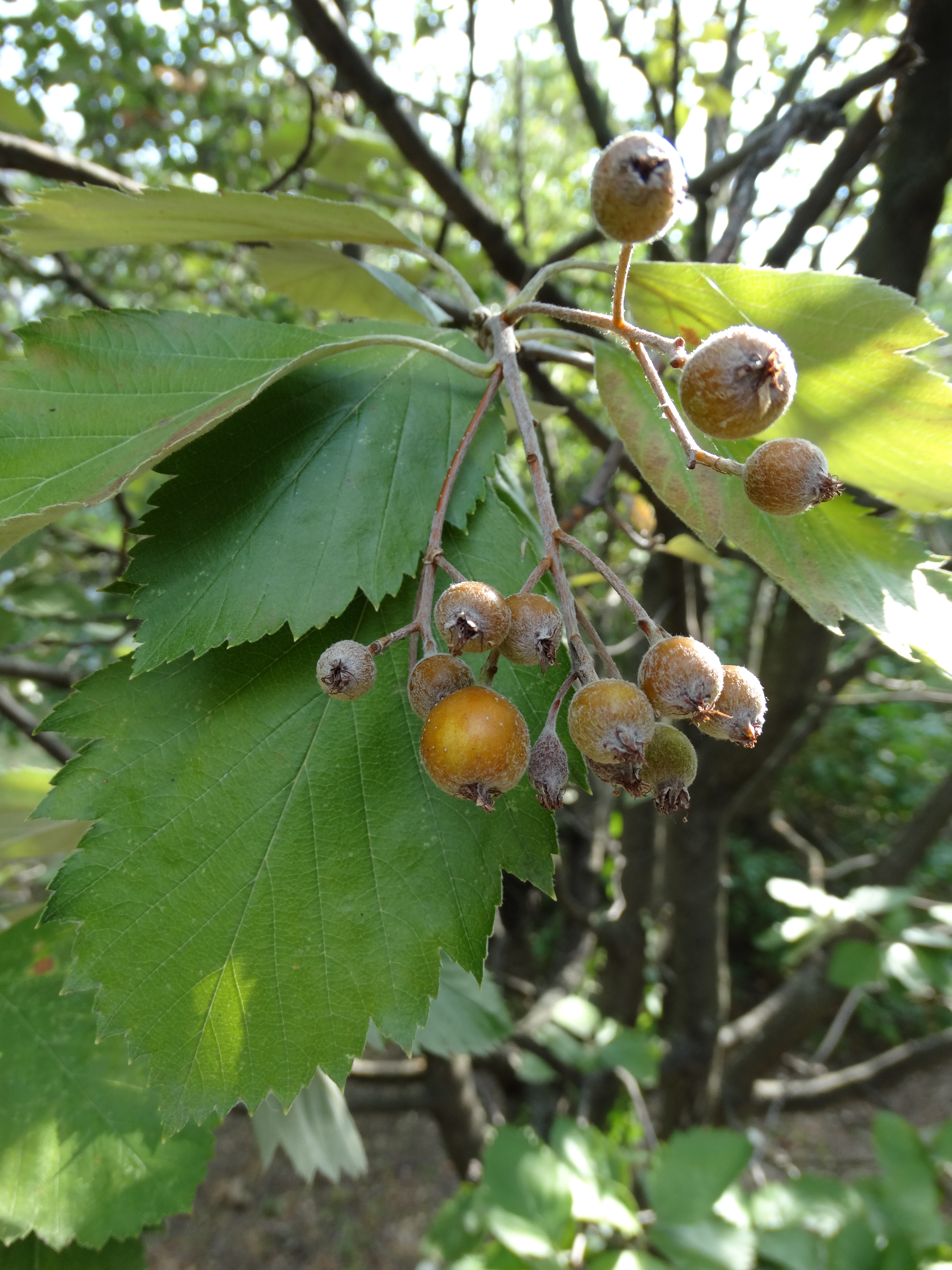 Sorbus redliana Kárp.