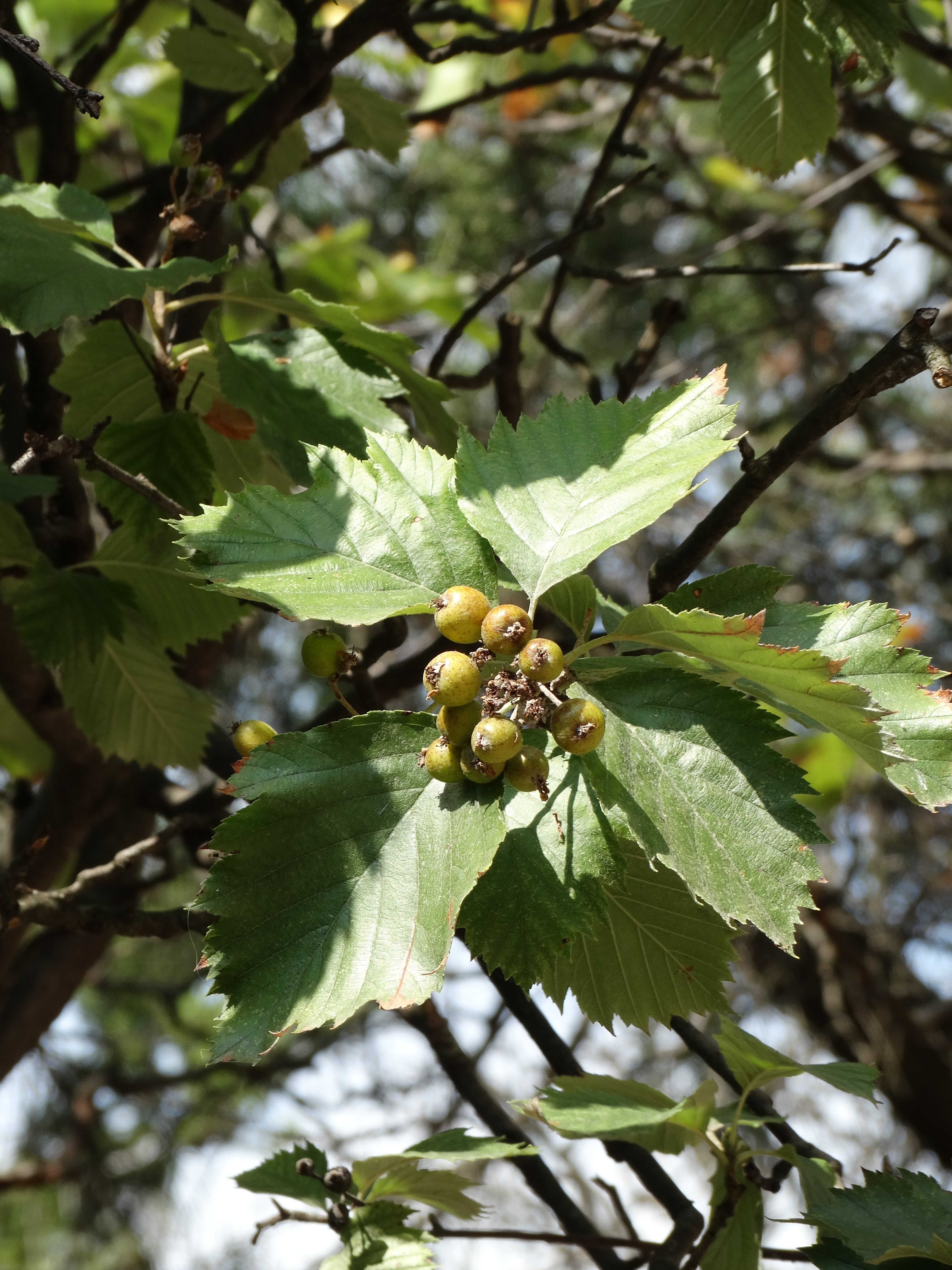 Sorbus semiincisa Borb.