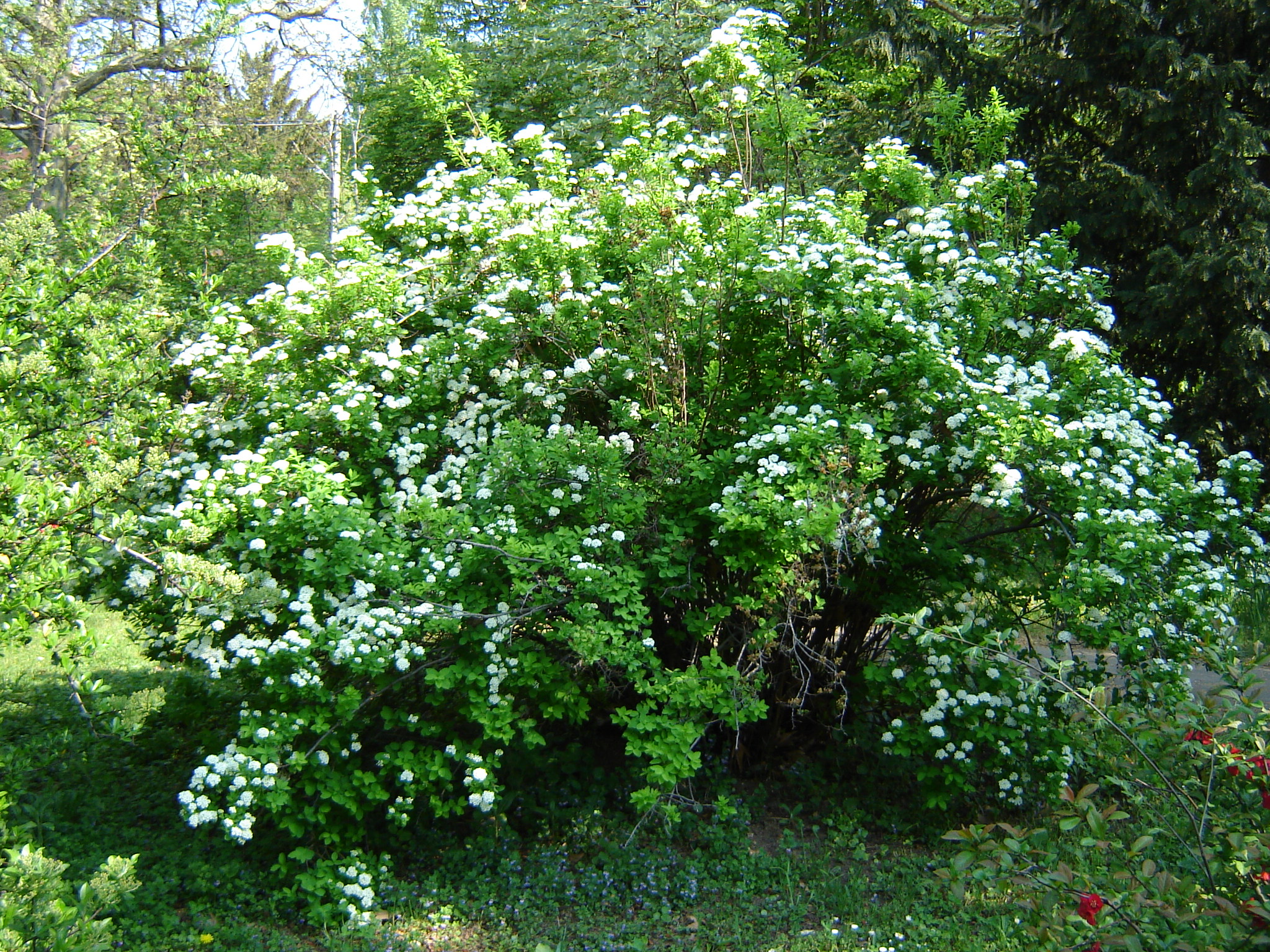 Spiraea media Schmidt