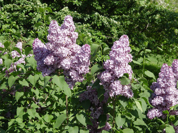 Syringa vulgaris 'Hyazinthenflieder'