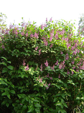 Syringa josikaea 'Smaragd'