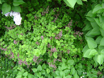 Syringa meyeri 'Palibin'