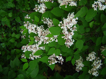 Syringa microphylla 'Superba'