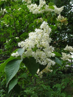 Syringa reticulata 'Ivory Silk'