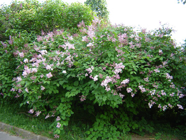 Syringa tomentella