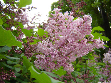 Syringa tomentella