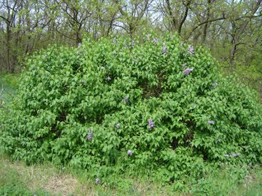 Syringa vulgaris L.