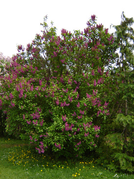 Syringa vulgaris 'Charles Joly'