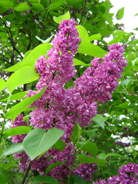 Syringa vulgaris 'Doyen Keteleer'