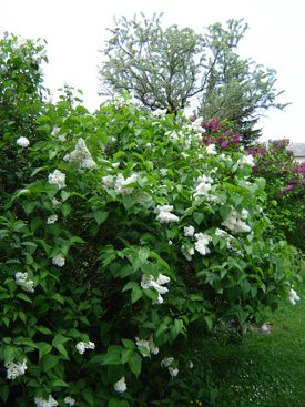 Syringa vulgaris 'Jeanne d'Arc'