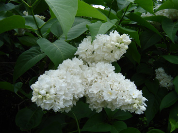 Syringa vulgaris 'Jeanne d'Arc'