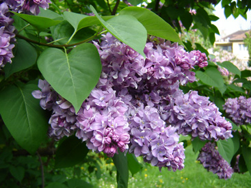 Syringa vulgaris 'La Mauve'