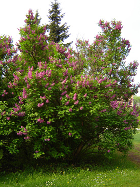 Syringa vulgaris 'Maximowicz'