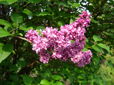 Syringa vulgaris 'Maximowicz'